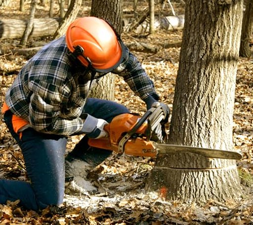 Tree Removal in Pleasantville, OH